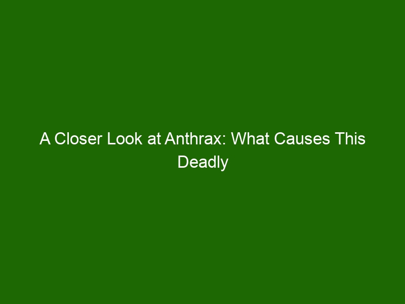 A Closer Look At Anthrax What Causes This Deadly Infectious Disease   A Closer Look At Anthrax What Causes This Deadly Infectious Disease 25651 