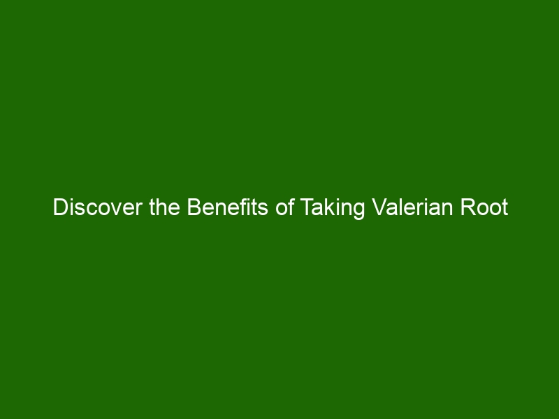 Discover the Benefits of Taking Valerian Root Supplements Health And