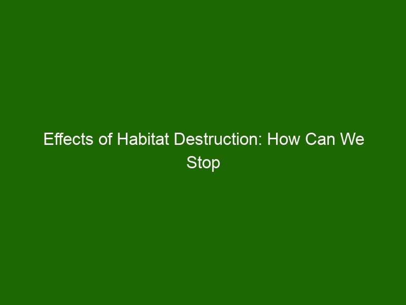 Effects of Habitat Destruction: How Can We Stop It? - Health And Beauty