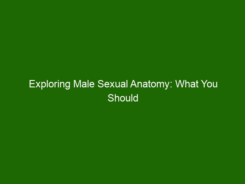 Exploring Male Sexual Anatomy What You Should Know Health And Beauty