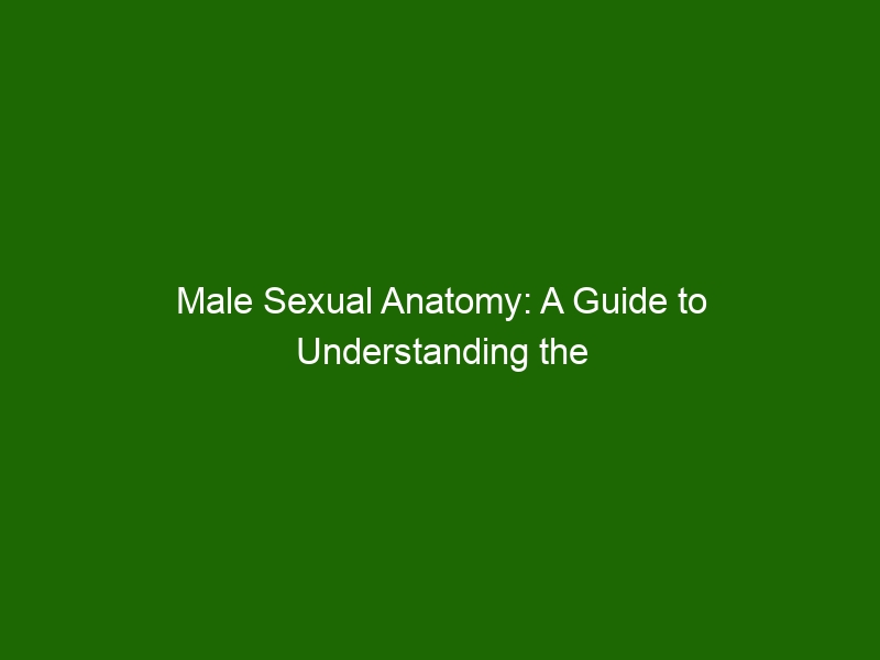 Male Sexual Anatomy A Guide To Understanding The Male Reproductive System Health And Beauty 5010