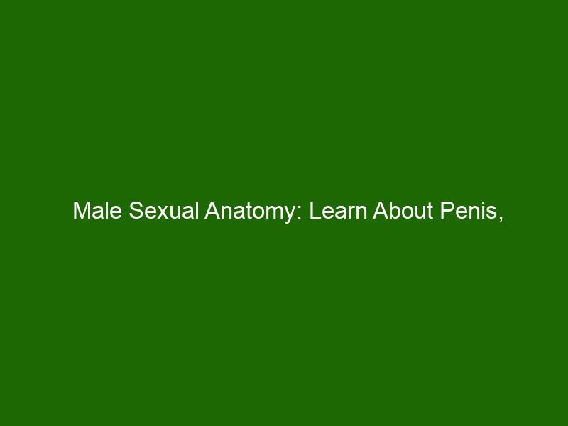 Male Sexual Anatomy Learn About Penis Testicles And More Health And Beauty