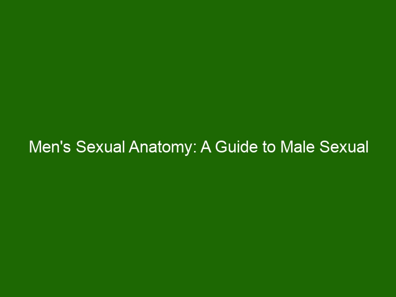 Men S Sexual Anatomy A Guide To Male Sexual Health And Functionality Health And Beauty