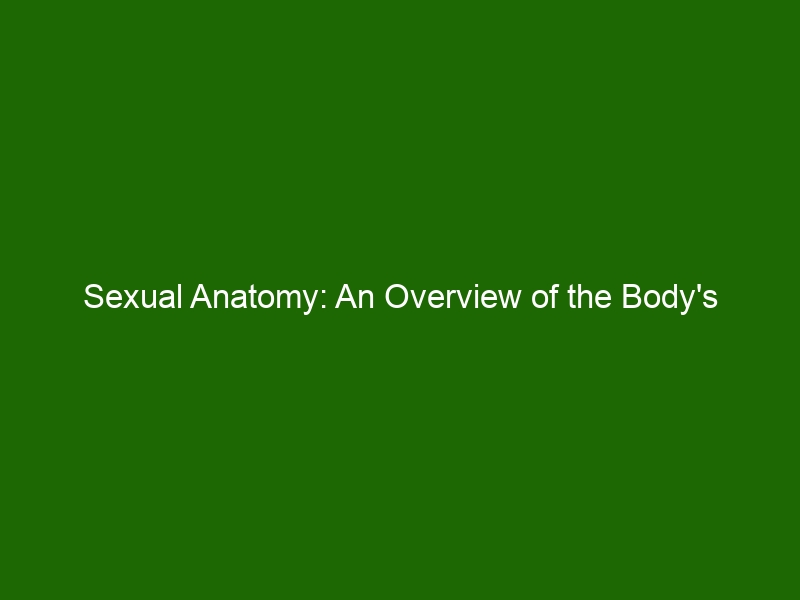 Sexual Anatomy An Overview Of The Bodys Reproductive System Health And Beauty 