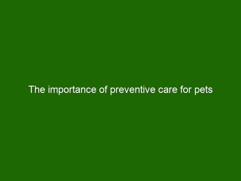 The Importance Of Preventive Care For Pets - Health And Beauty