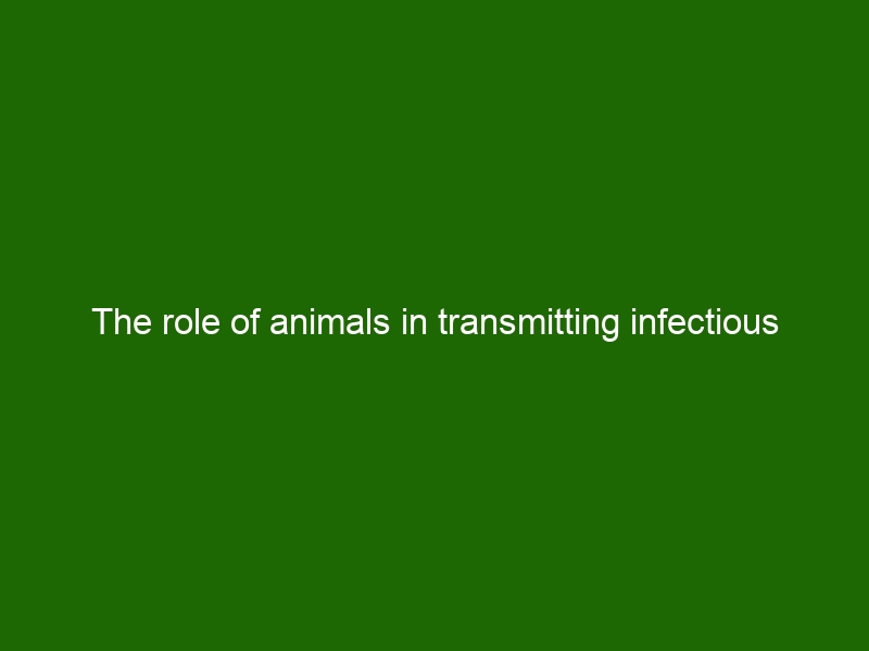 The role of animals in transmitting infectious diseases to humans