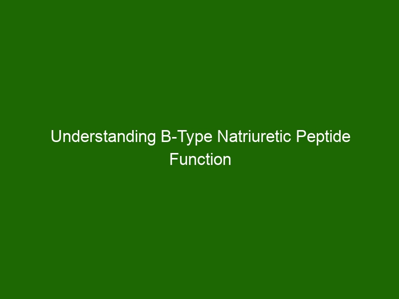 Understanding B-Type Natriuretic Peptide Function And Its Impact On ...