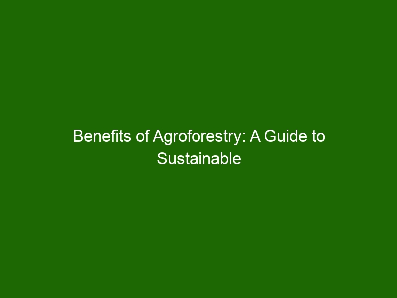 Benefits of Agroforestry: A Guide to Sustainable Agriculture - Health ...