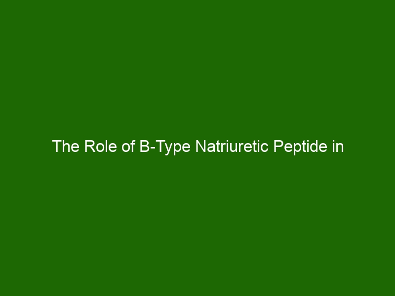 The Role Of B-Type Natriuretic Peptide In Regulating Blood Pressure ...