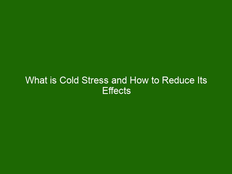 what-is-cold-stress-and-how-to-reduce-its-effects-health-and-beauty